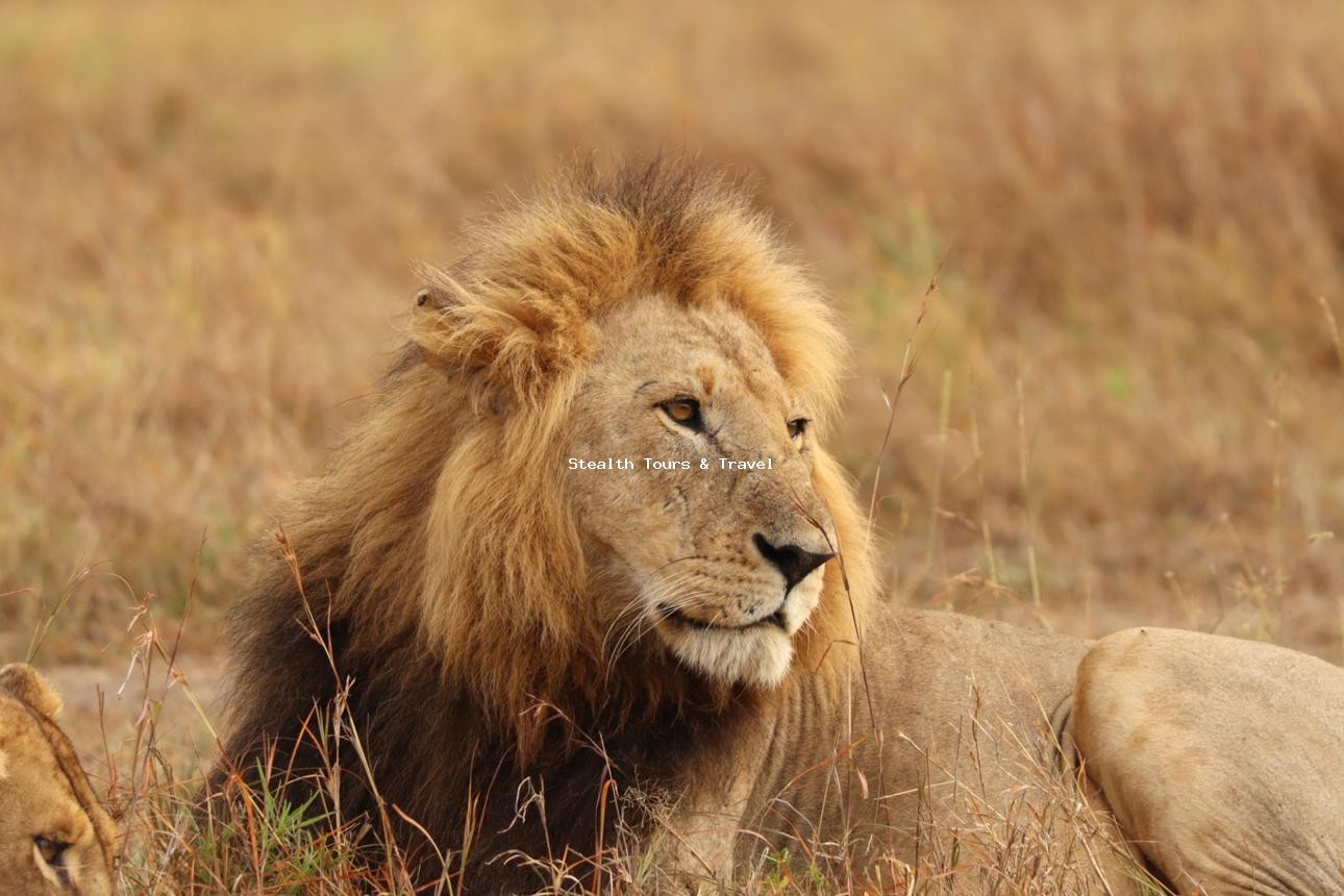 7 DAYS WONDERS OF KENYA SAFARI-Big Five & Kilimanjaro Views
