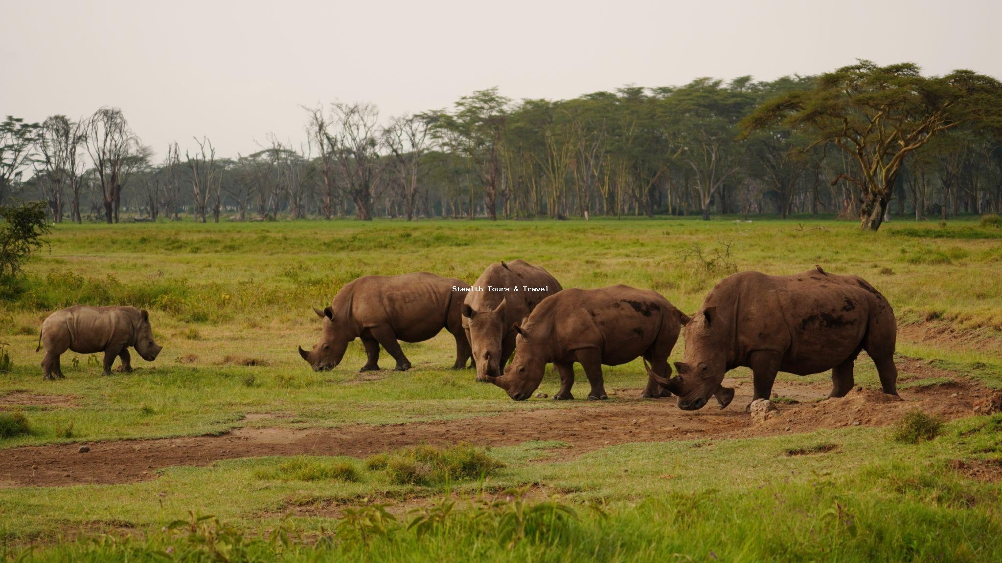8 DAYS LAIKIPIA & MARA SAFARI: Solio, Segera, Naivasha & Big Five Experience