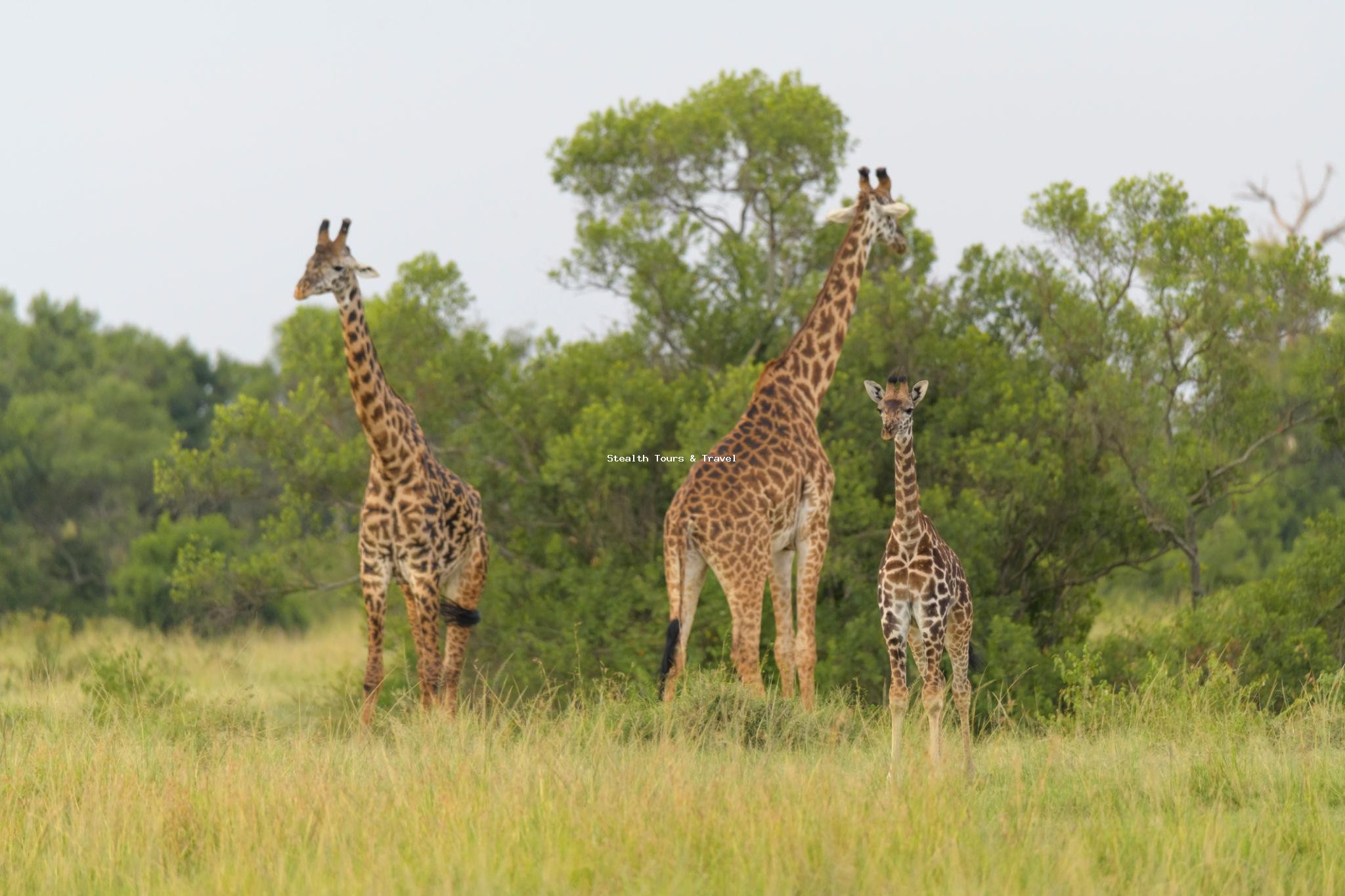 5 DAYS MASAI MARA & NAKURU SAFARI– Big Five & Flamingo Experience 