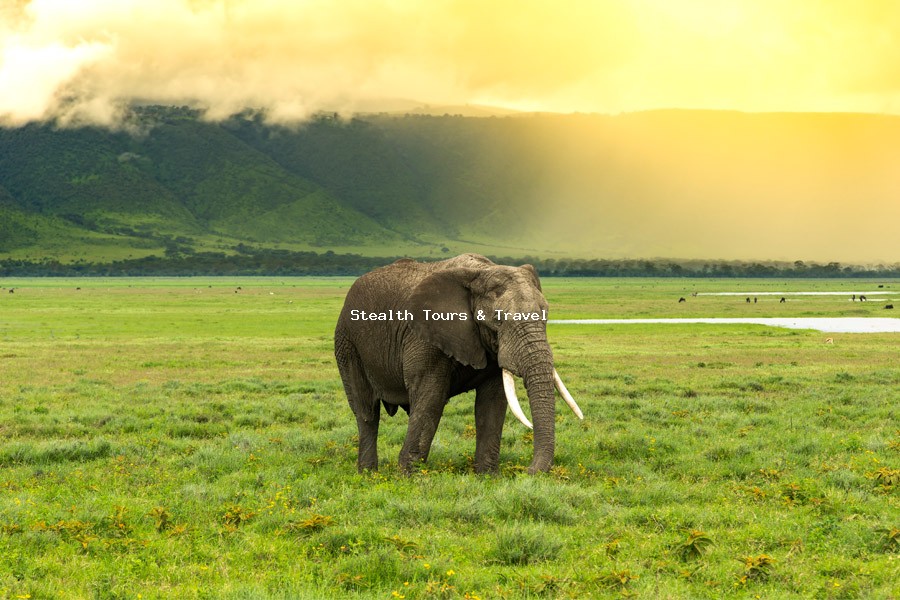 5 DAYS MARA, NAKURU & NAIVASHA SAFARI – Wildlife & Scenic Escape