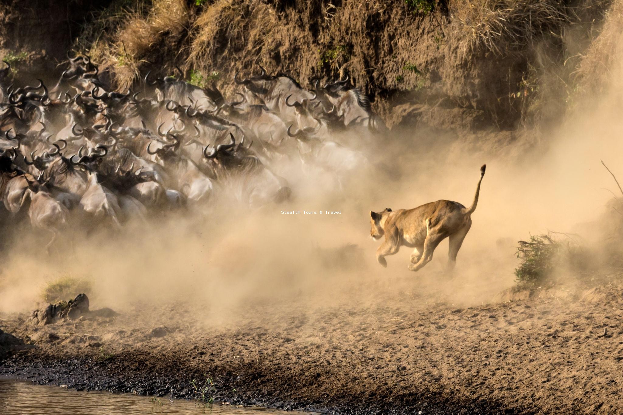 4 DAYS MIGRATION SAFARI– Witness the Great Wildebeest Migration