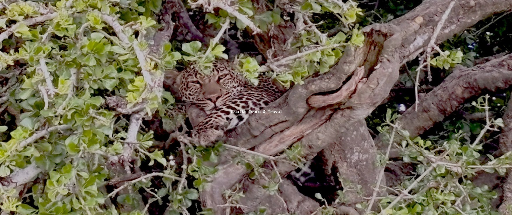 Across East Africa Savannah